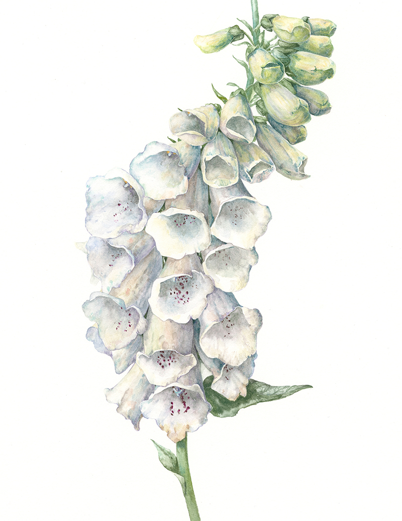 gael sellwood botanical natural history art